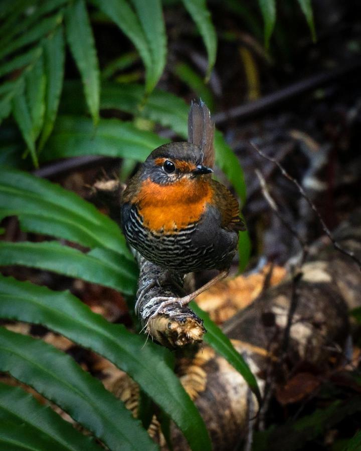 Lodge Parque Tepuhueico كاسترو المظهر الخارجي الصورة