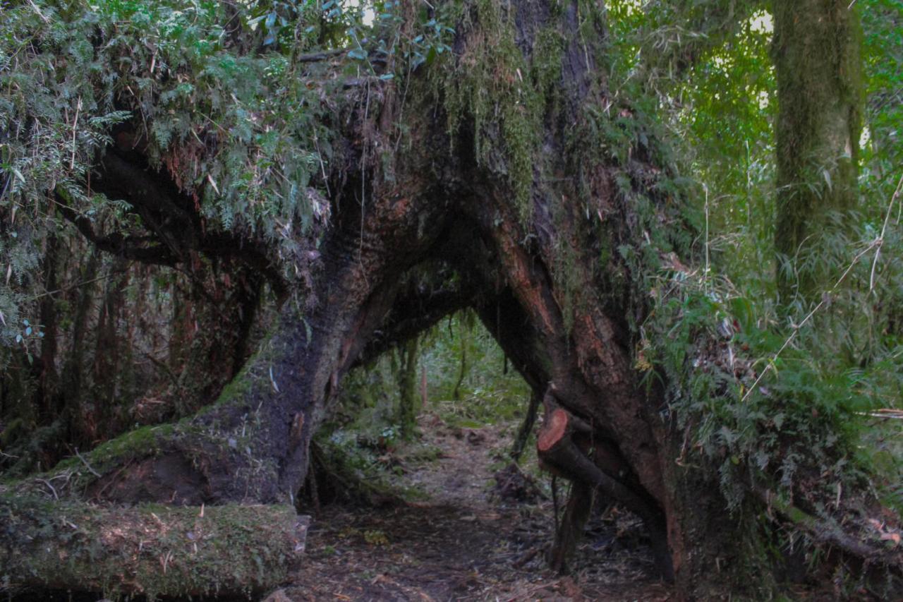 Lodge Parque Tepuhueico كاسترو المظهر الخارجي الصورة