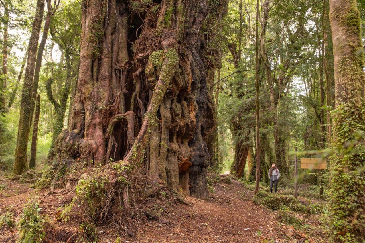 Lodge Parque Tepuhueico كاسترو المظهر الخارجي الصورة